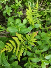 Gymnocarpium dryopteris