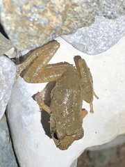 Pristimantis ockendeni