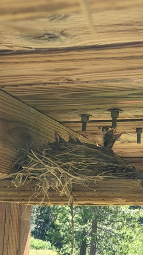 iNaturalist observation photo of American Robin