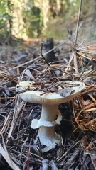 Amanita toxica