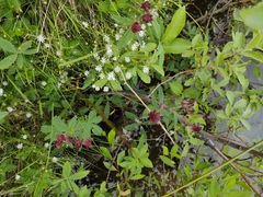 Comarum palustre