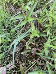 Eryngium integrifolium