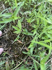 Eryngium integrifolium