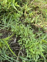 Eryngium integrifolium