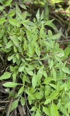 Eryngium integrifolium