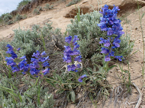 Lemhi Beardtongue (Penstemon lemhiensis)