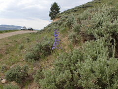 Penstemon lemhiensis
