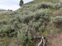 Penstemon lemhiensis