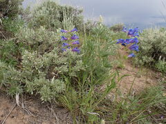 Penstemon lemhiensis