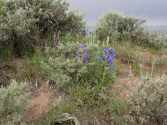 Penstemon lemhiensis