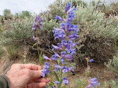 Penstemon lemhiensis