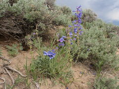 Penstemon lemhiensis