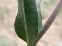 Penstemon lemhiensis