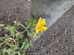 Helminthotheca echioides