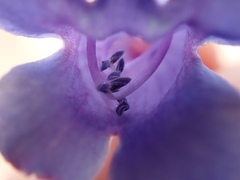 Penstemon lemhiensis