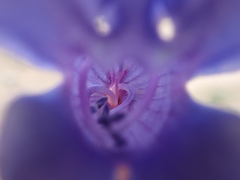 Penstemon lemhiensis