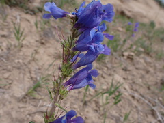 Penstemon lemhiensis