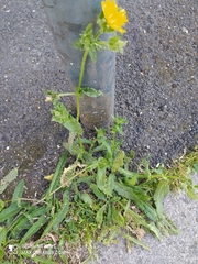 Helminthotheca echioides