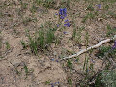 Penstemon lemhiensis