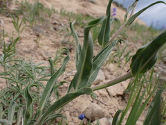 Penstemon lemhiensis