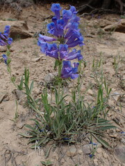 Penstemon lemhiensis