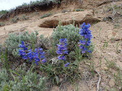 Penstemon lemhiensis