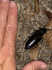 Archodontes melanopus