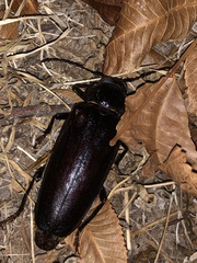 Archodontes melanopus