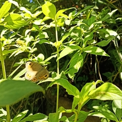 Lasiommata schakra