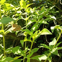 Lasiommata schakra