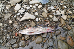 Spinibarbus hollandi