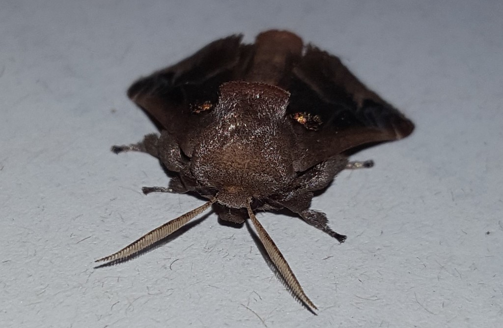 Semyra coarctata