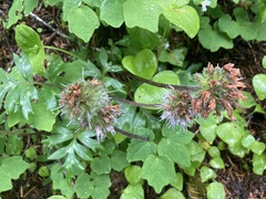 Hydrophyllum capitatum thompsonii