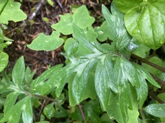Hydrophyllum capitatum thompsonii