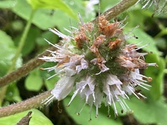 Hydrophyllum capitatum thompsonii