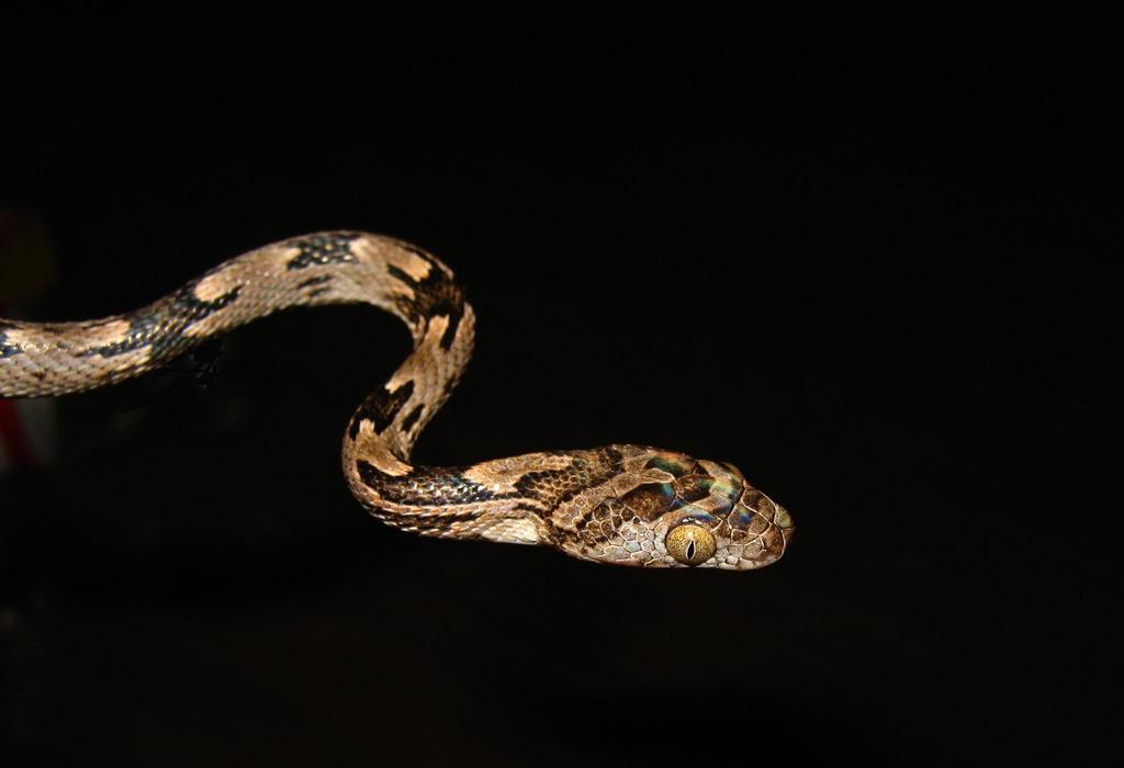 Costal Lyre Snake