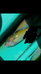 Halichoeres radiatus