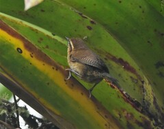 Troglodytes solstitialis