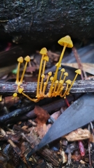 Mycena chusqueophila