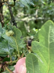 Neuroterus washingtonensis