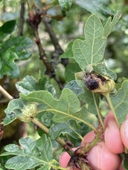 Neuroterus washingtonensis