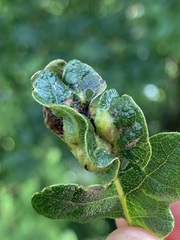 Neuroterus washingtonensis