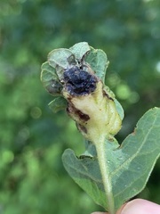 Neuroterus washingtonensis