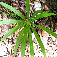 Arisaema consanguineum