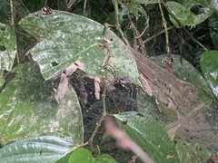 Aglaoctenus castaneus