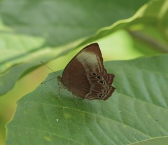 Abisara saturata