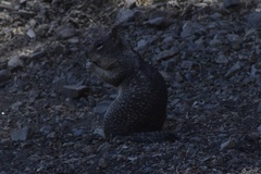 Otospermophilus beecheyi nesioticus