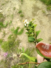 Vaccinium vitis-idaea