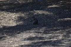 Otospermophilus beecheyi nesioticus