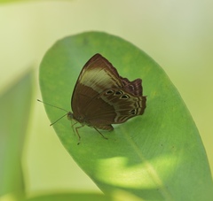Abisara saturata